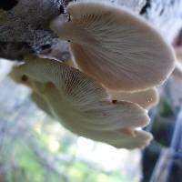 Pleurotus ostreatus image