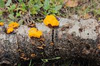 Tremella aurantia image