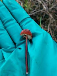 Marasmius plicatulus image