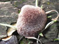 Gymnopilus thiersii image