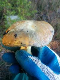 Suillus pungens image