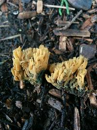 Ramaria abietina image