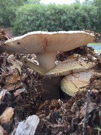 Amanita gemmata image