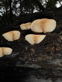 Crepidotus crocophyllus image