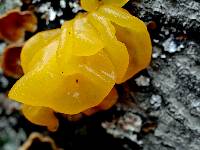 Tremella mesenterica image