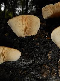 Crepidotus crocophyllus image