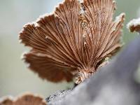 Schizophyllum commune image