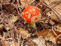 Amanita muscaria image