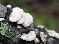 Schizophyllum commune image