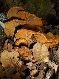 Omphalotus olivascens image