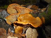 Omphalotus olivascens image