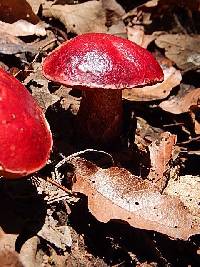 Boletus dupainii image