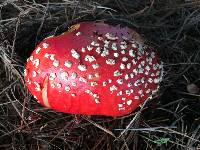 Amanita muscaria image