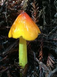 Hygrocybe acutoconica image