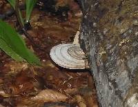 Ganoderma applanatum image