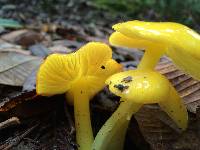 Hygrocybe chlorophana image