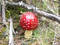 Amanita muscaria image