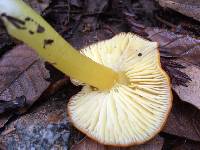 Hygrocybe chlorophana image