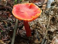 Hygrocybe coccinea image