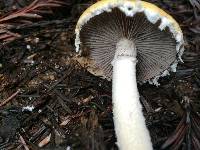 Stropharia ambigua image