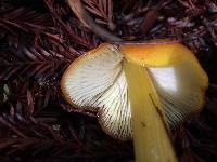 Hygrocybe acutoconica image