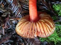 Hygrocybe coccinea image