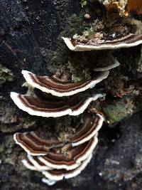 Trametes versicolor image