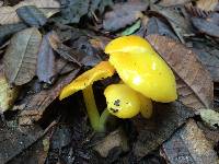 Hygrocybe chlorophana image