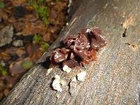 Tremella foliacea image