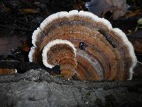 Trametes versicolor image