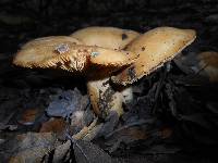 Lactarius alnicola image