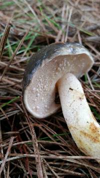 Suillus pungens image