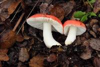 Russula cremoricolor image