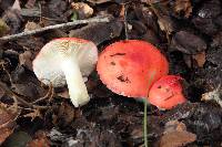 Russula cremoricolor image