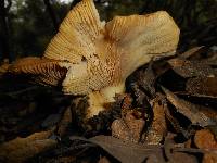 Lactarius alnicola image