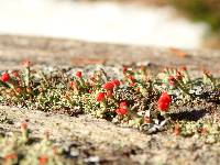 Cladonia cristatella image