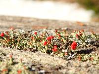 Cladonia cristatella image