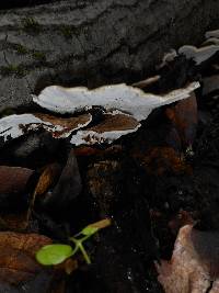 Trametes versicolor image