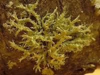 Evernia mesomorpha image