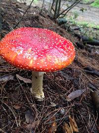 Amanita muscaria image