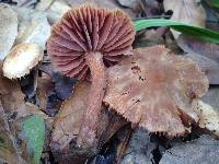 Laccaria amethysteo-occidentalis image