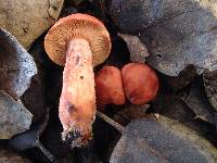 Lactarius rufulus image