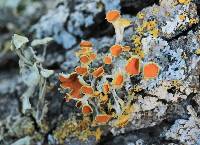 Teloschistes chrysophthalmus image