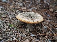 Amanita muscaria image