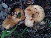 Lactarius alnicola image