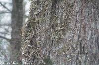 Lobaria pulmonaria image