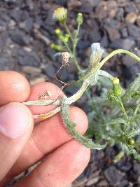 Puccinia lagenophorae image