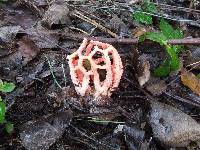 Clathrus ruber image