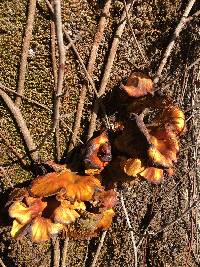 Omphalotus olivascens image