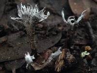 Xylaria hypoxylon image